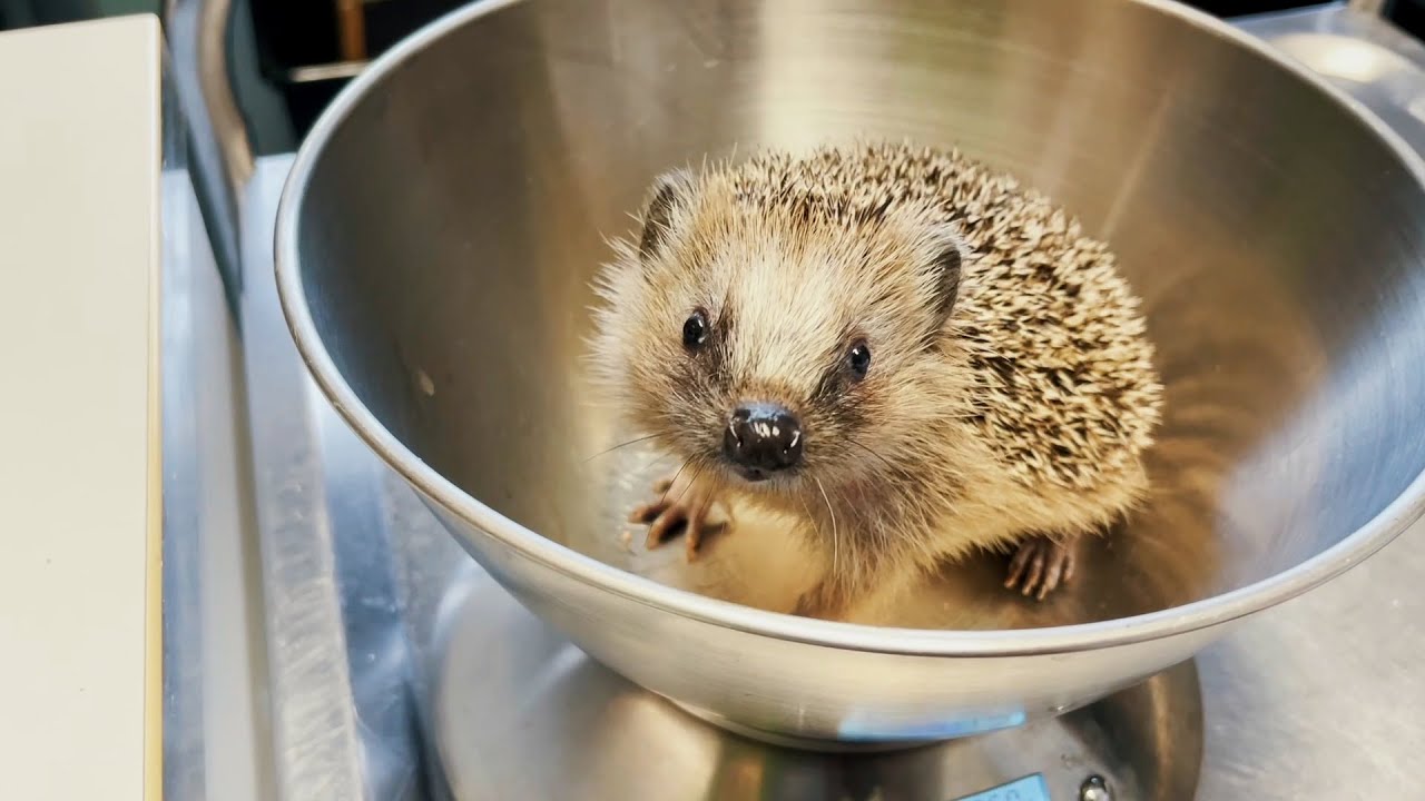 Zu Besuch im Igelzentrum in Hannover-Laatzen
