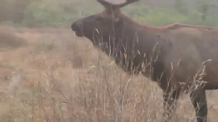 Elk video