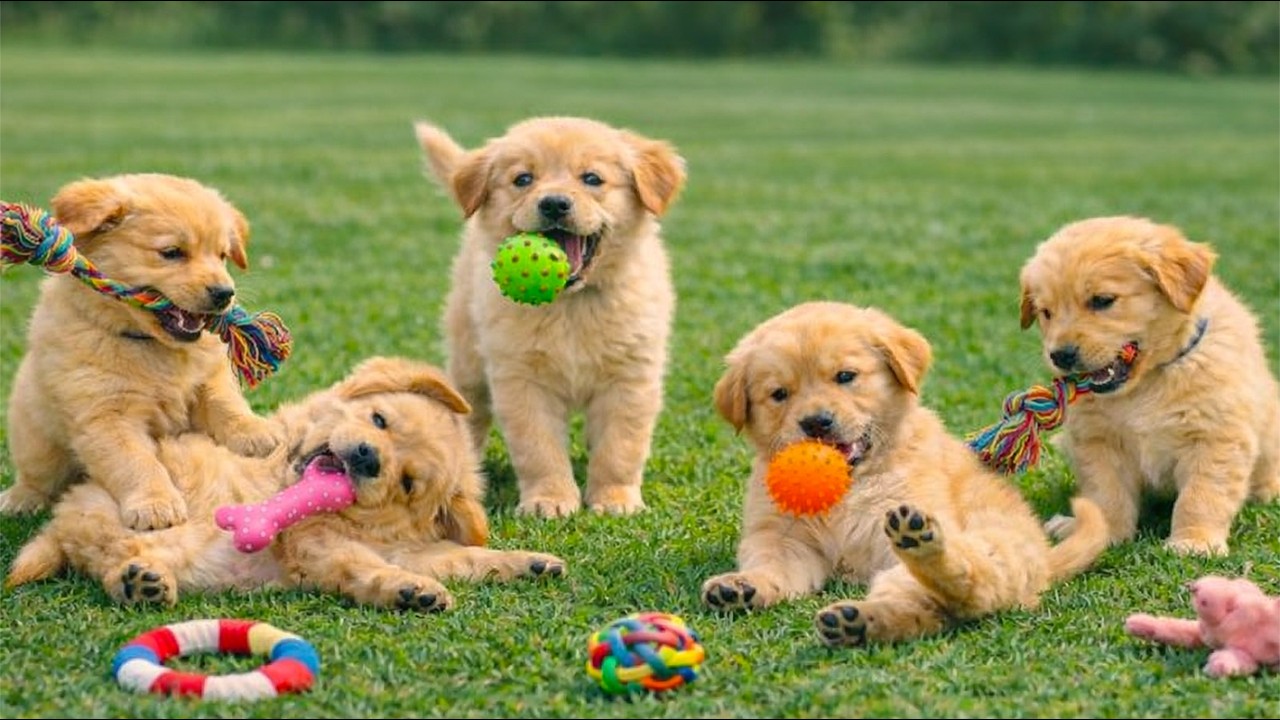 Cute puppies playing happily together on the grass - Dog barking sounds - Dog videos