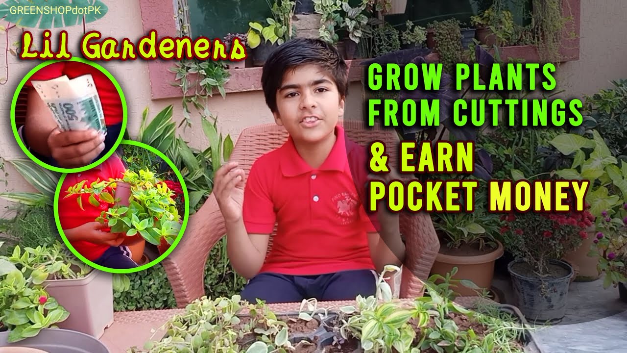 How to grow plants from cuttings YouTube
