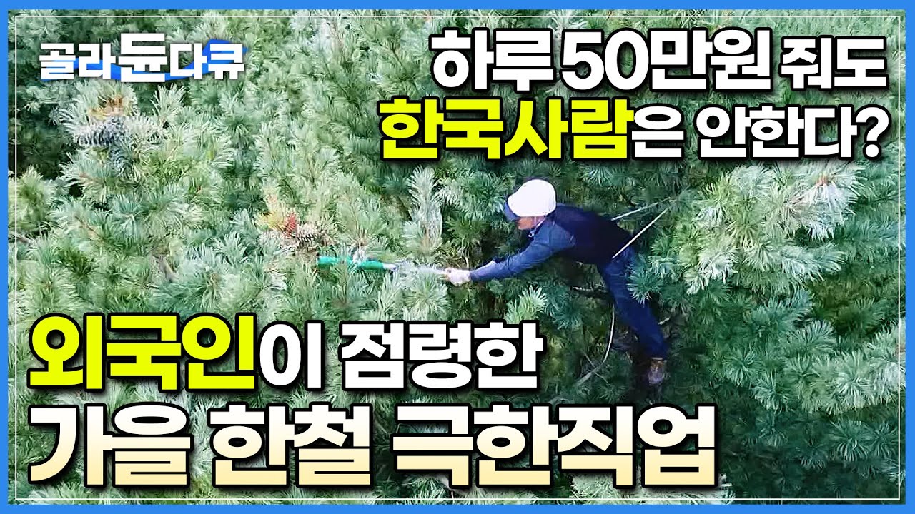 일 할 사람은 없는데 찾는 사람은 점점 늘어나는 가을 제철 별미 '잣'|일당 50만원에도 한국사람은 기피한다!|8m 나무 위, 맨몸으로 잣 따기|극한직업|#골라듄다큐