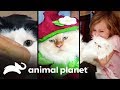 3 hábitos humanos que afetam os gatos | Meu Gato Endiabrado | Animal Planet Brasil