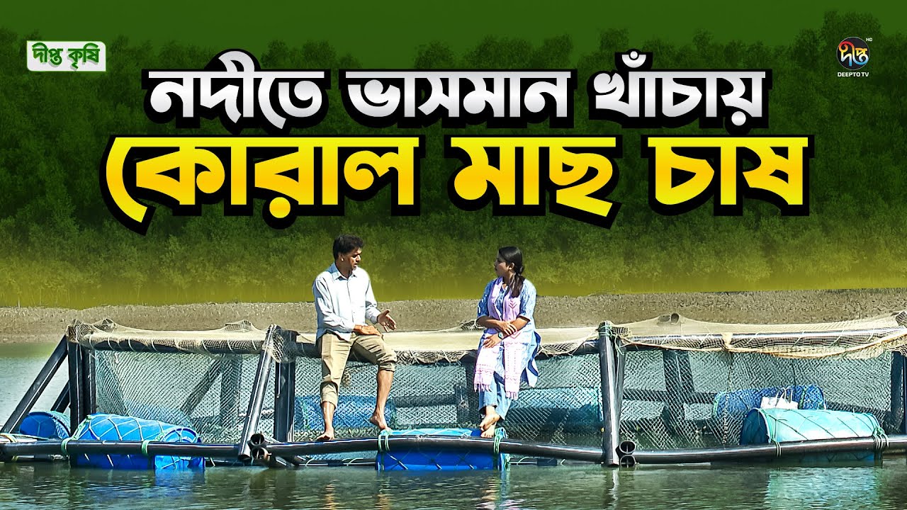 Deepto Krishi l সাতক্ষীরায় মালঞ্চ নদীতে ভাসমান খাঁচায় কোরাল মাছ চাষে সফলতা l Coral fish l Ep1779