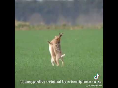 Hares boxing