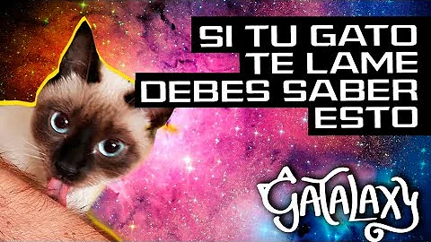 ¿Qué ocurre si un gato te lame la boca?