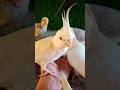 Adorable cockatiel parrot 🐦😍 #shorts #cockatiel #yellowcockatiel48
