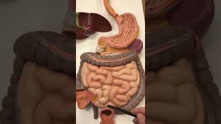 Digestive tract model Details
