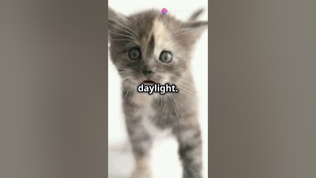 Why do the clocks go back. All you need to know. timespinner 