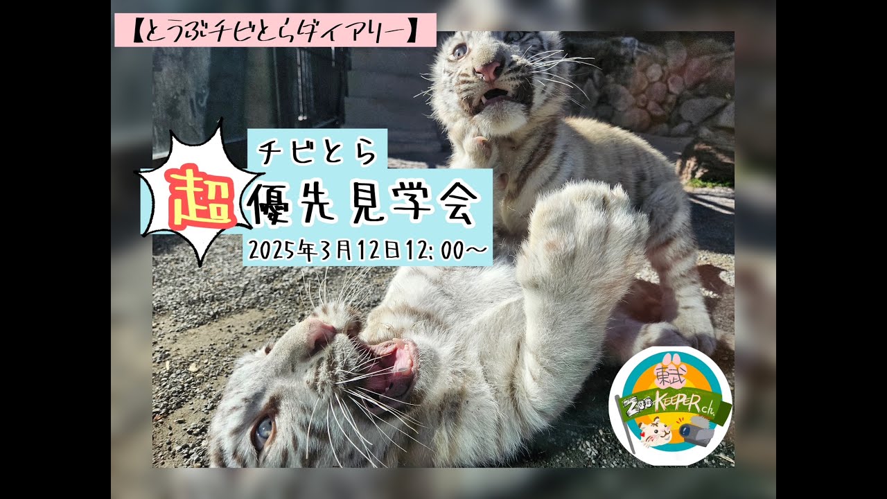 チビとら 超優先見学会】東武動物公園 公式YouTubeチャンネル - YouTube