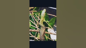 Snake dance // #snakedance #snakevideo #snakeshort