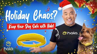 How to Keep Your Dog Safe & Stress-Free This Holiday Season with the Halo Collar!