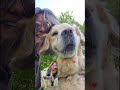Vederli così felici non ha prezzo. #dog #dogs #goldenretreiver #shorts #short
