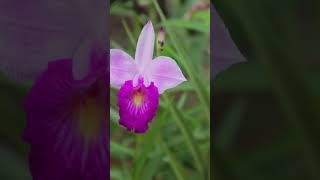 Bamboo Orchid | Landscape Orchid | Propagation