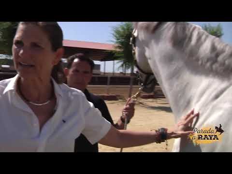 Video: ¿Son peligrosas las serpientes crin de caballo?