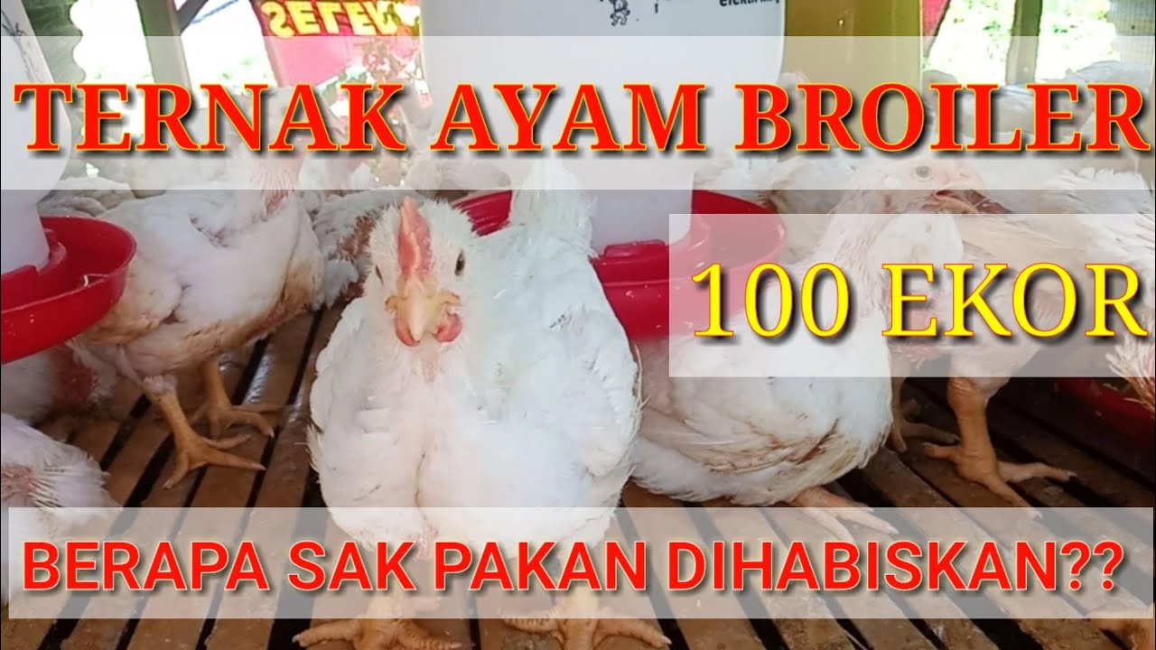 Ternak Ayam Broiler 100 ekor - umur 23 hari 