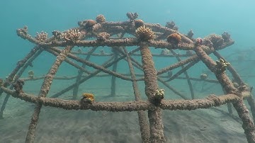 Biorock Coral Reef Restoration-Pemuteran, Bali