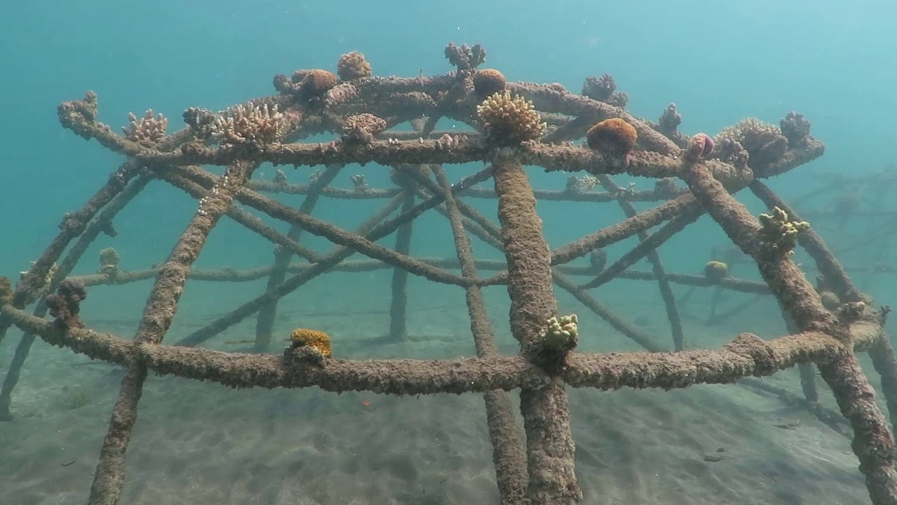 Biorock Coral Reef Restoration-Pemuteran, Bali - YouTube