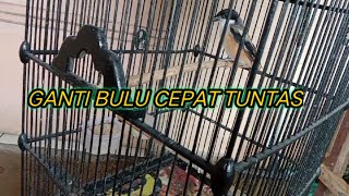 CARA ATASI BURUNG CENDET MABUNG ATAU GANTI BULU TIDAK TUNTAS