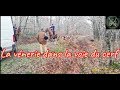 Chasse à courre aux cerfs - La vénerie dans la voie du cerf !!