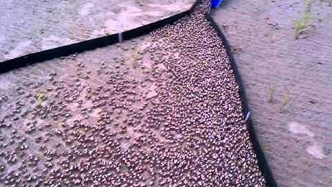 Catching Fiddler Crabs