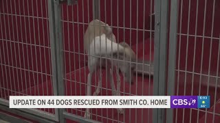 Rescue foundation saves 44 dogs from suspected East Texas puppy mill