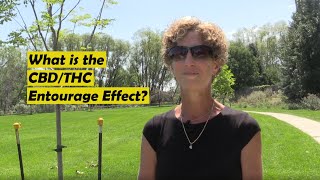 What is the CBD/THC Entourage Effect?