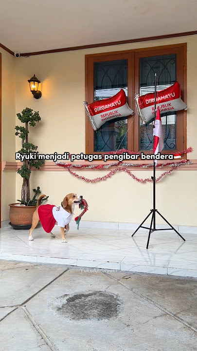 ANABUL PANDAI JADI PENGIBAR BENDERA 17AN‼️ DIRGAHAYU REPUBLIK INDONESIA🇮🇩 #shorts #anjinglucu