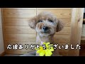 サラちゃん、虹の橋を渡りました