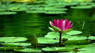 Beautiful lotus flower in a lake   Free CopyRight 4k screenshot 5