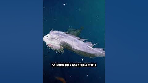 Dive with us to see the incredible creatures at risk from deep sea mining 🐙