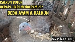Ayam Kalkun Sedang Mengeram #peternakan
