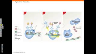 Chapter 3 Part 4 Protein Synthesis Cell Life Cycle Cell Differentiation