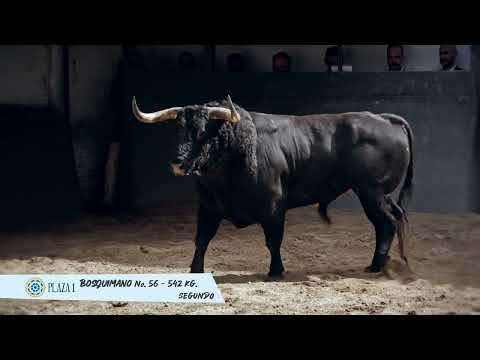 SORTEO | Corrida toros 12 mayo, Toros de El Torero