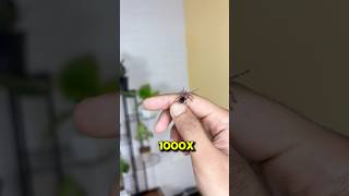 Small Pet #minivlog #pets #shortsfeed