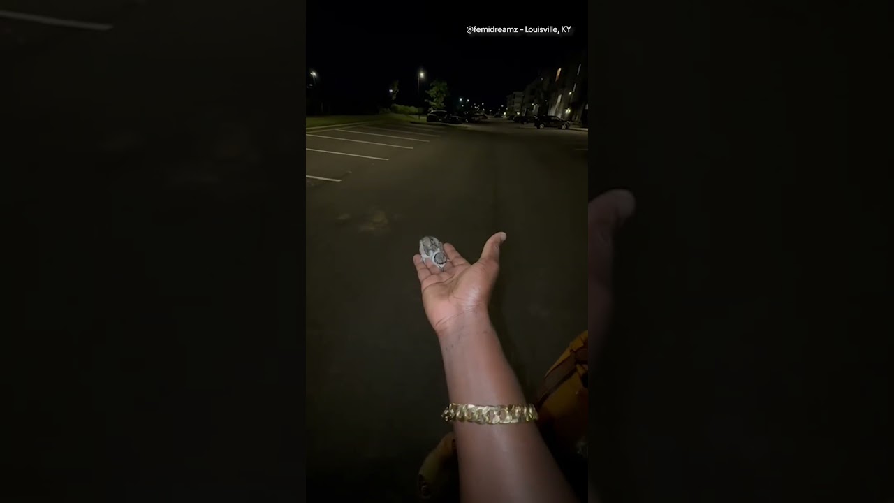 Baby bird rescued from storm drain in heartwarming reunion with mother