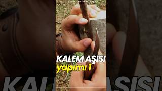 Kalem aşısı nasıl yapılır? PART 1 👈