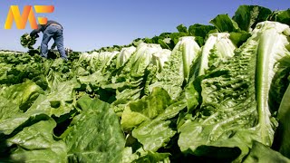 Amazing Romaine Lettuce Farming | Modern Romaine Lettuce Planting And Harvesting | Modern Farm ➤#14