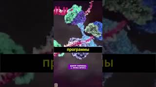 Ген-Голограмма: Тайна мусорной ДНК