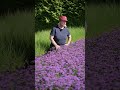 Verbena Lollipop