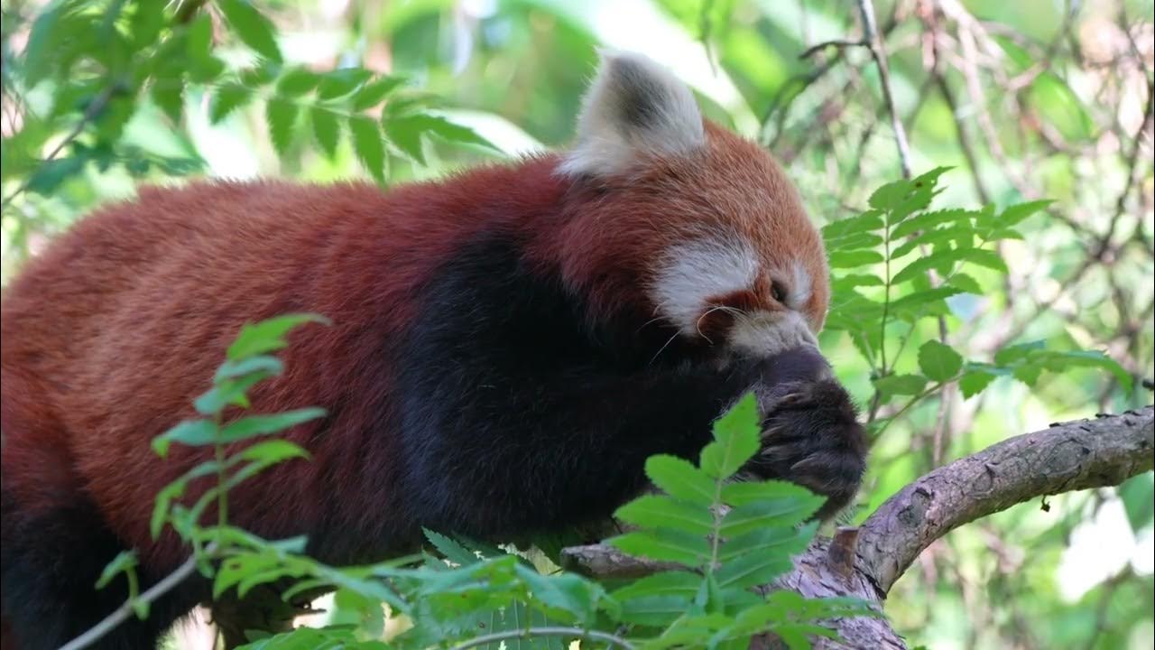 Red panda/Native country /Red panda weight/How many babies deliver