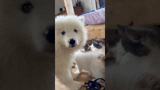 Cat & Dog LOVE STORY  #kitten #samoyed #puppy