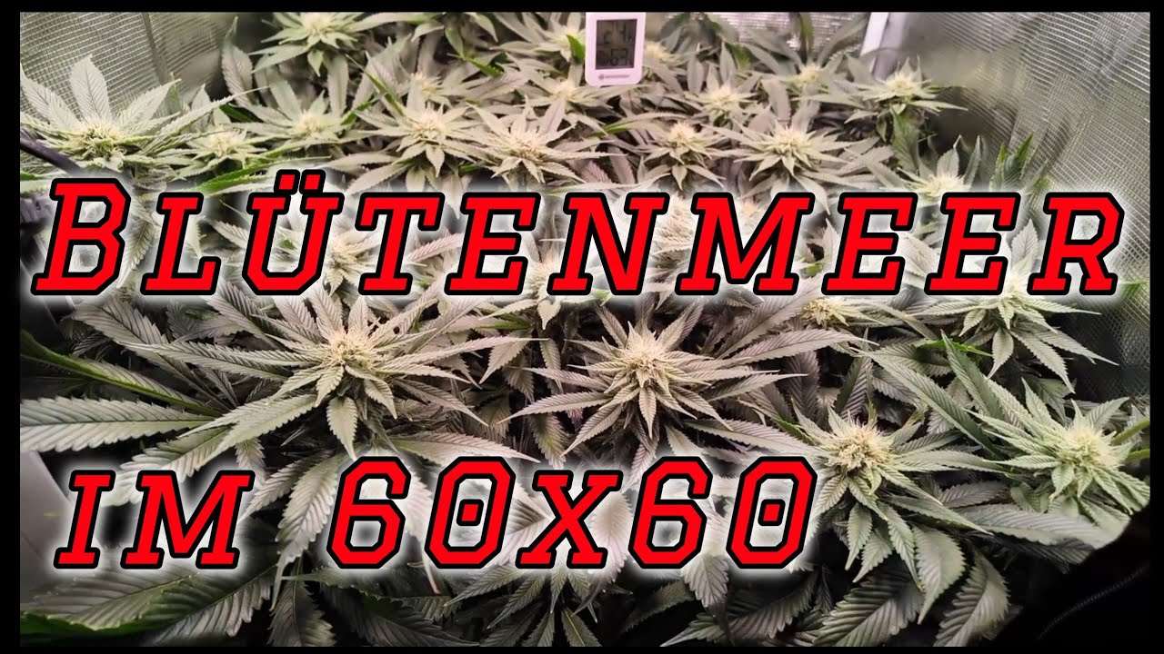 DAS DÜNGER DUELL - CANNA vs. ATHENA | Resultat - Erster Wasserwechsel ohne Wasserstoffperoxid (H2O2)