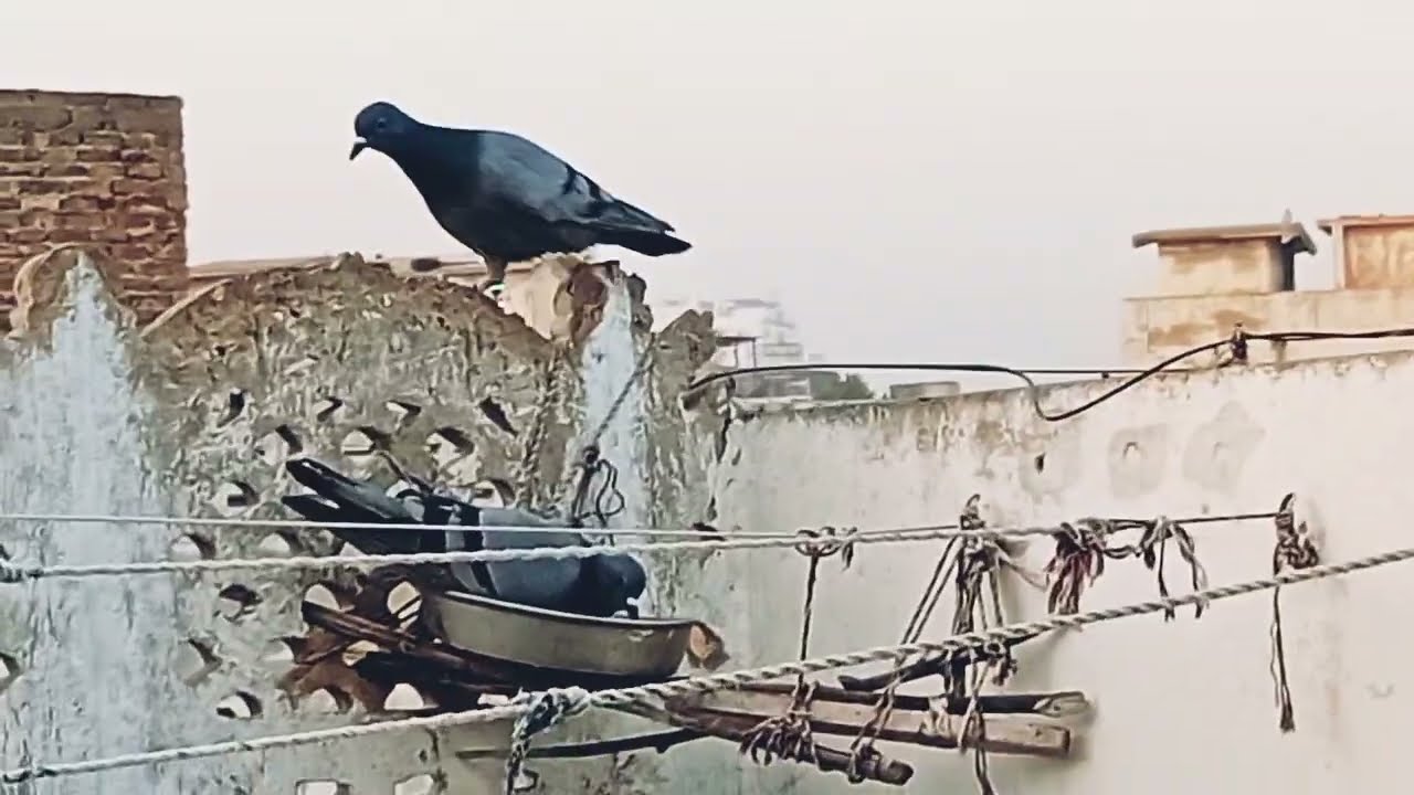 New Series. S1 E45. Birds 🐦 activity on our roof top Tuesday 24.02.2026.