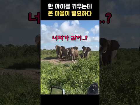 온 마을이 함께 키우는 아기 코끼리 thumbnail