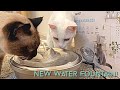 WOPET Cat and Dog Water Fountain Review!