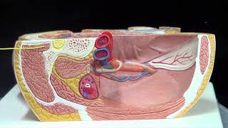 Module 9 Video Exercise 19 Axial Skeleton - Muscles of the lumbar region