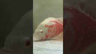 My Oscar Fish Just Laid Hundreds of Eggs?! 🥚