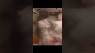 Muhammed Sümbül Kedi Sümbül