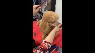 Poodle Head By Danna Alexander of Prestige Dog Grooming School