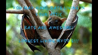 Where do the bats live? Learn all about the bats!